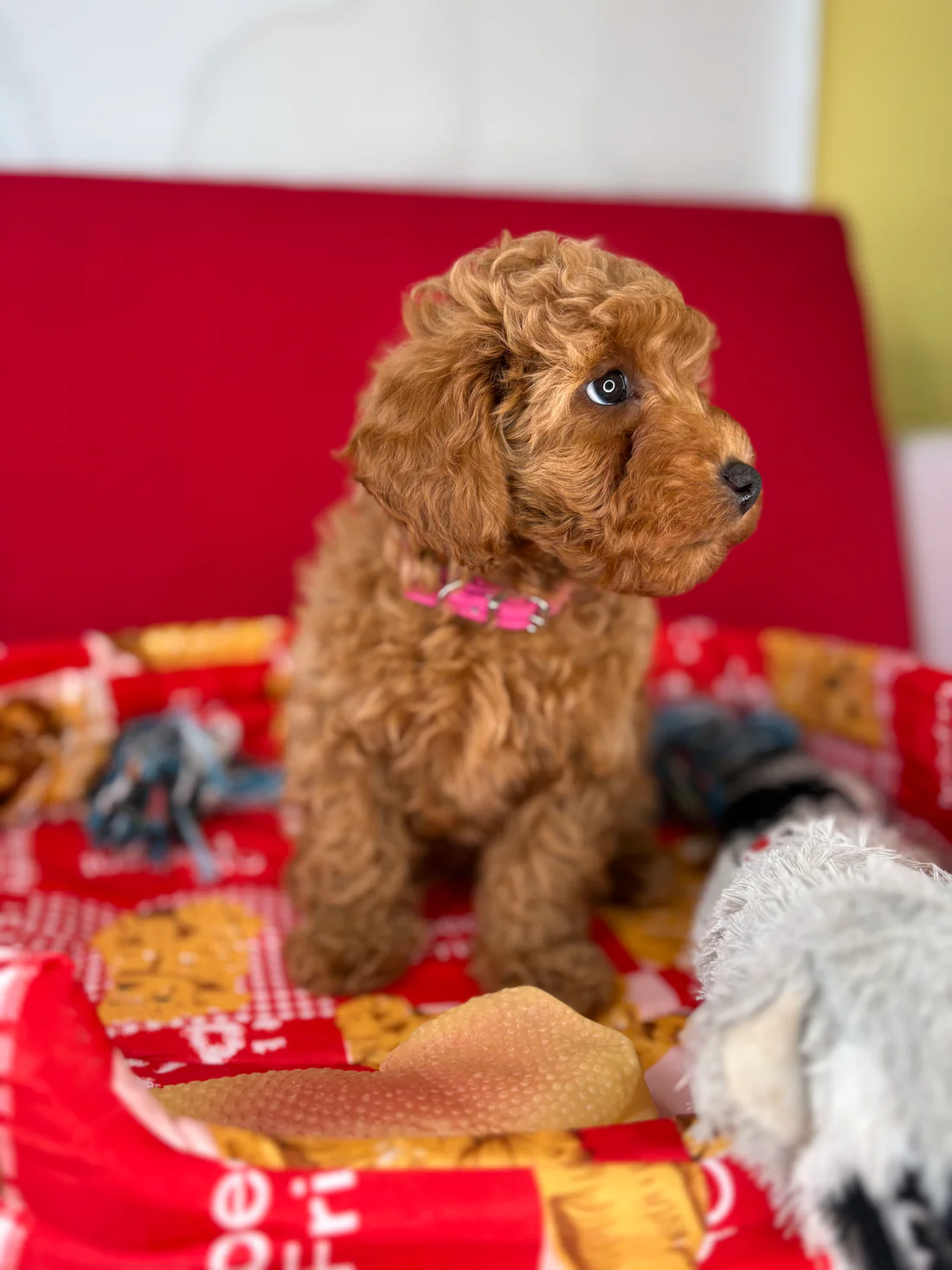 bailey-apricot-male-toy-poodle-puppy.webp Bailey, an apricot male Toy Poodle puppy for sale in the USA