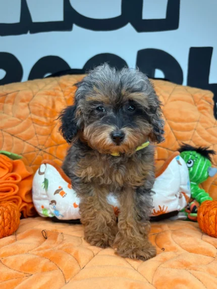 Skye, a merle phantom female Toy Poodle puppy for sale in the USA